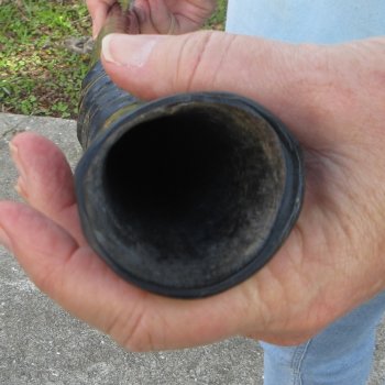 31-1/2" Polished Gemsbok Horn (NO POST OFFICE (USPS) SHIPPING!!) 