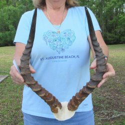 B-Grade 19" Impala Skull Plate and Horns 