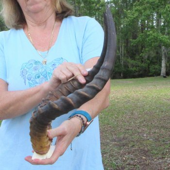 B-Grade 19" Impala Skull Plate and Horns 