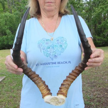 B-Grade 19" Impala Skull Plate and Horns 