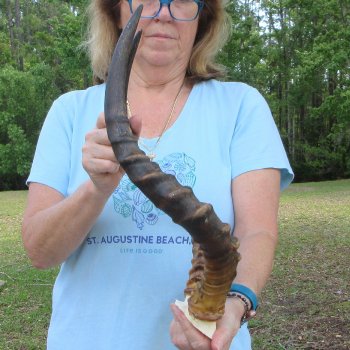 B-Grade 19" Impala Skull Plate and Horns 