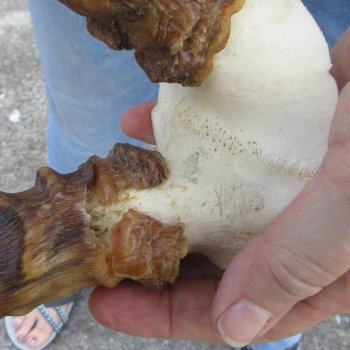 B-Grade 19" Impala Skull Plate and Horns 