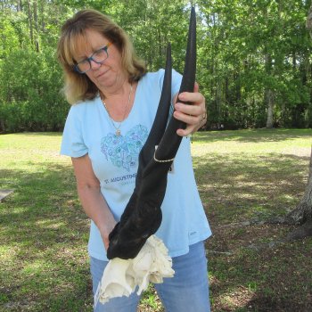 African Male Eland Skull Plate with 32" Horns 