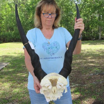 African Male Eland Skull Plate with 32" Horns 