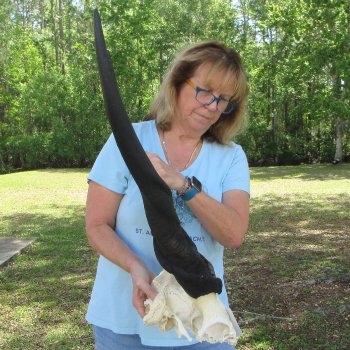 African Male Eland Skull Plate with 32" Horns 