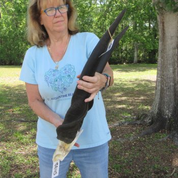 African Male Eland Skull Plate with 27" Horns 