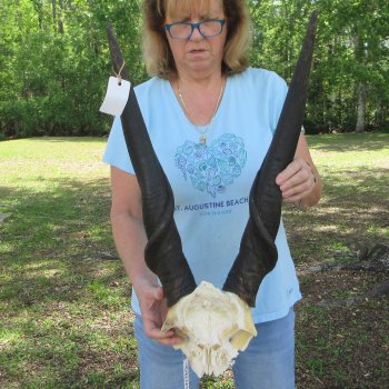 African Male Eland Skull Plate with 27" Horns 