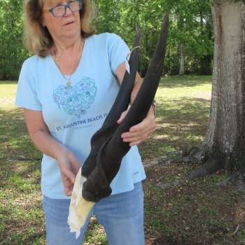 African Male Eland Skull Plate with 27" Horns 