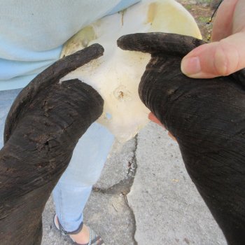 African Male Eland Skull Plate with 27" Horns 