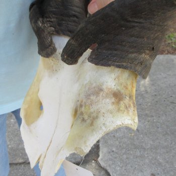 African Male Eland Skull Plate with 27" Horns 