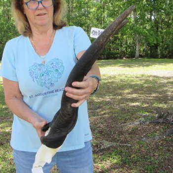 African Male Eland Skull Plate with 30" Horns 