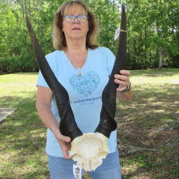 African Male Eland Skull Plate with 30" Horns 
