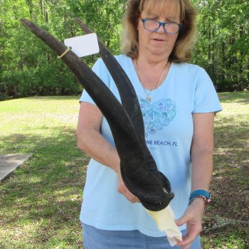 African Male Eland Skull Plate with 30" Horns 