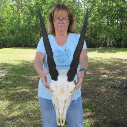 B-Grade African Female Eland Skull with 29" Horns 