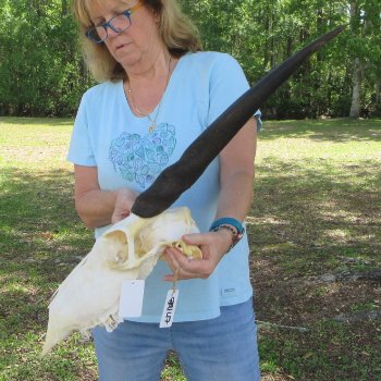 B-Grade African Female Eland Skull with 29" Horns 