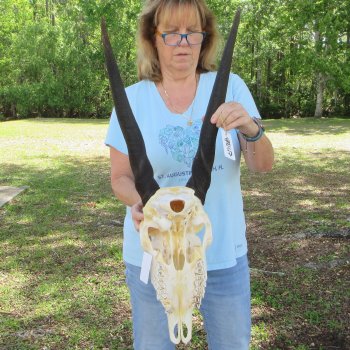 B-Grade African Female Eland Skull with 29" Horns 