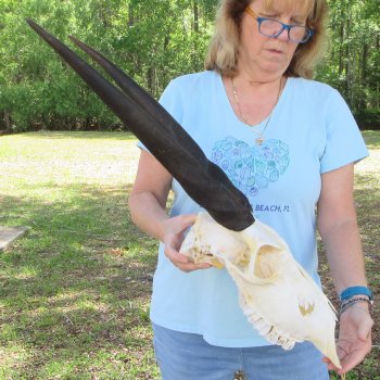 B-Grade African Female Eland Skull with 29" Horns 