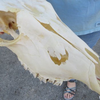 B-Grade African Female Eland Skull with 29" Horns 