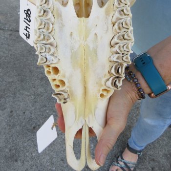 B-Grade African Female Eland Skull with 29" Horns 