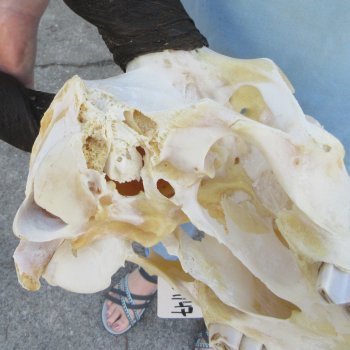 B-Grade African Female Eland Skull with 29" Horns 