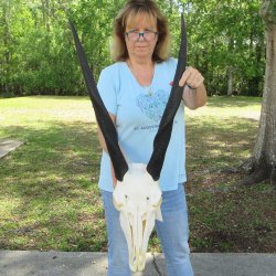 African Female Elan...