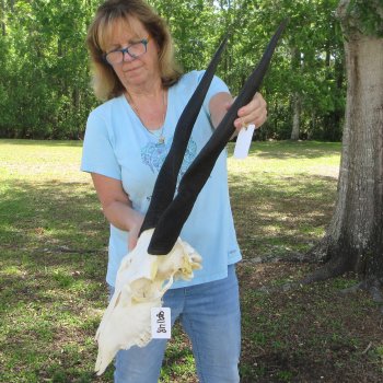 African Female Eland Skull with 25" Horns