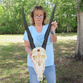 African Female Eland Skull with 25" Horns