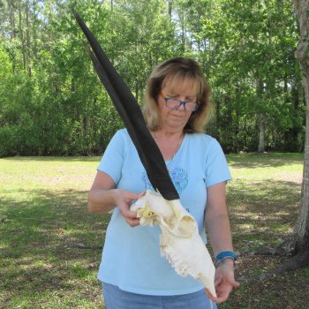 African Female Eland Skull with 25" Horns