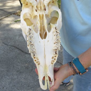 African Female Eland Skull with 25" Horns