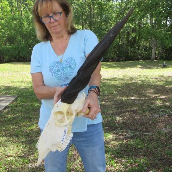 African Female Eland Skull with 22" Horns