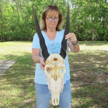 African Female Eland Skull with 22" Horns
