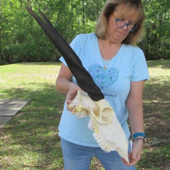 African Female Eland Skull with 22" Horns
