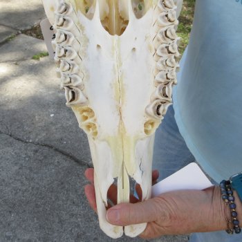 African Female Eland Skull with 22" Horns