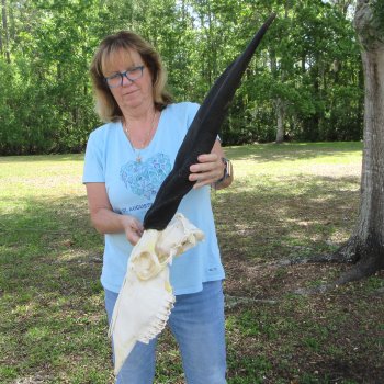 African Female Eland Skull with 25" Horns