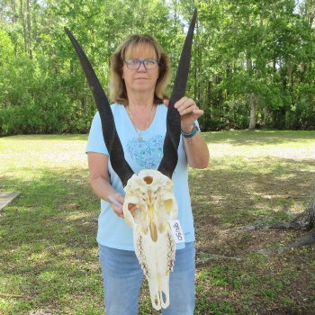 African Female Eland Skull with 25" Horns