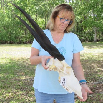 African Female Eland Skull with 25" Horns
