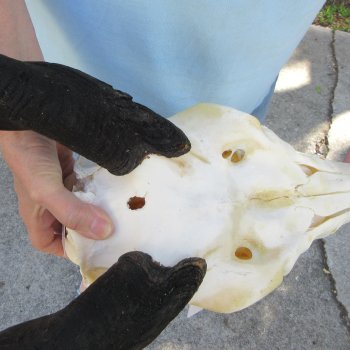African Female Eland Skull with 25" Horns