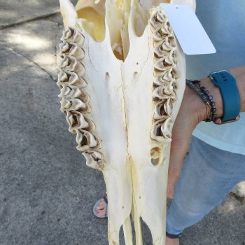 African Female Eland Skull with 25" Horns