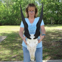 African Male Eland ...