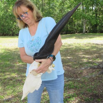 African Male Eland Skull with 30" Horns