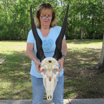 African Male Eland Skull with 30" Horns