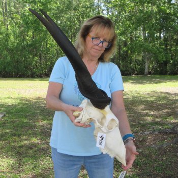 African Male Eland Skull with 30" Horns