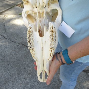 African Male Eland Skull with 30" Horns