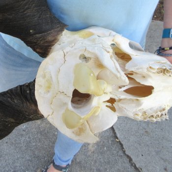 African Male Eland Skull with 30" Horns