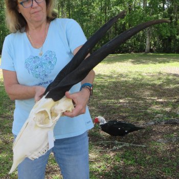 African Female Eland Skull with 25" & 27" Horns