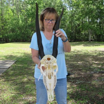 African Female Eland Skull with 25" & 27" Horns