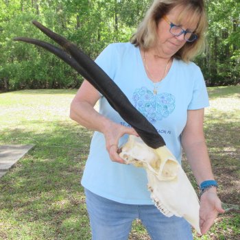 African Female Eland Skull with 25" & 27" Horns