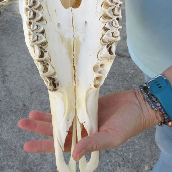 African Female Eland Skull with 25" & 27" Horns