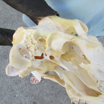 African Female Eland Skull with 25" & 27" Horns