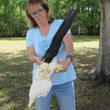 African Female Eland Skull with 25" Horns